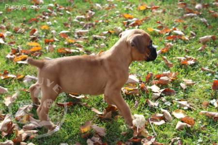 Quality Golden Golden boxer  puppies for sale