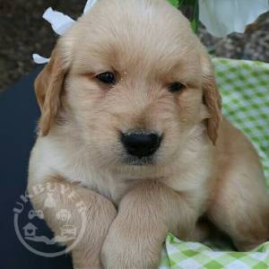 Gorgeous Golden Retriever Puppies