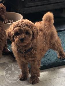Male Female Poodle Puppies