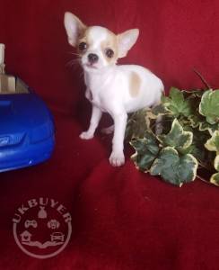 Quality Golden Chihuahua Puppies For Sale