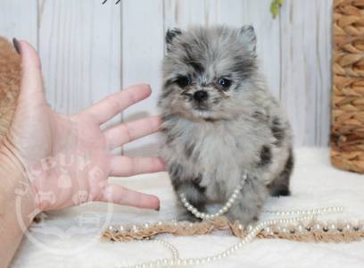 Healthy Teacup Pomeranian Puppies for sale 