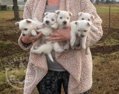 Quality Golden west highland terrier  puppies for sale