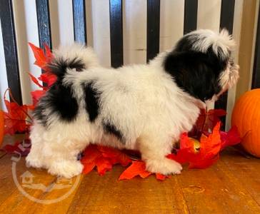 Quality Golden shih tzu   puppies for sale