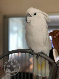 cockatoo1