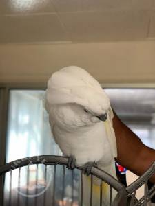 cockatoo