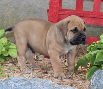 African Boerboel Puppies For Sale