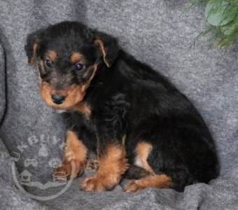 Airedale Terrier Puppies For Sale