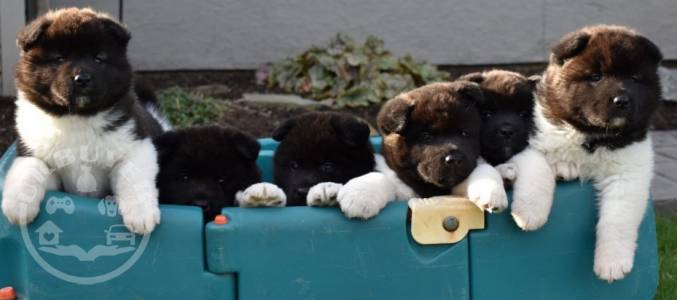 Akita Puppies For Sale