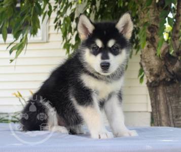 Alaskan Malamute Puppies For Sale