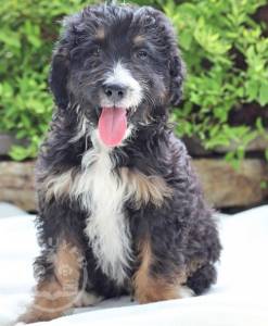 Aussiedoodle Puppies For Sale