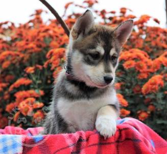 Siberian Husky, Australian Cattledog/Blue Heeler puppies