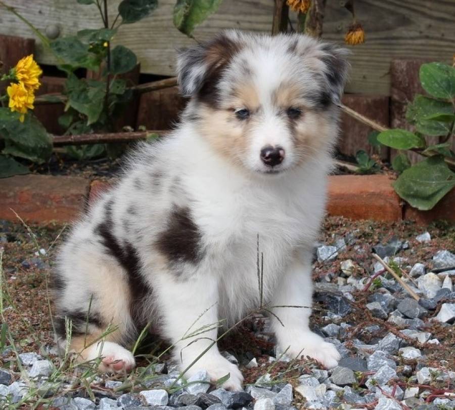 53 Best Pictures Australian Shepherd Puppy For Sale Uk - Australian Shepherd Puppy For Sale Dogs Breeds And Everything About Our Best Friends
