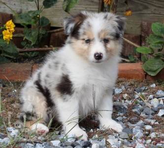 Australian Shepherd Puppies For Sale