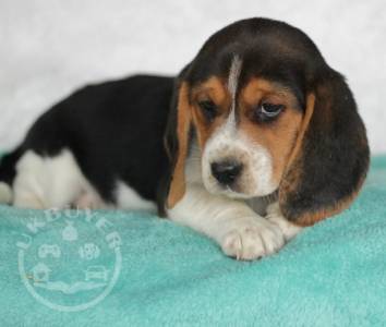 Purebred beagle puppies