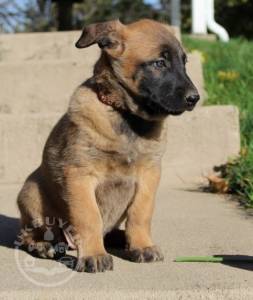 Belgian Malinois Puppies For Sale