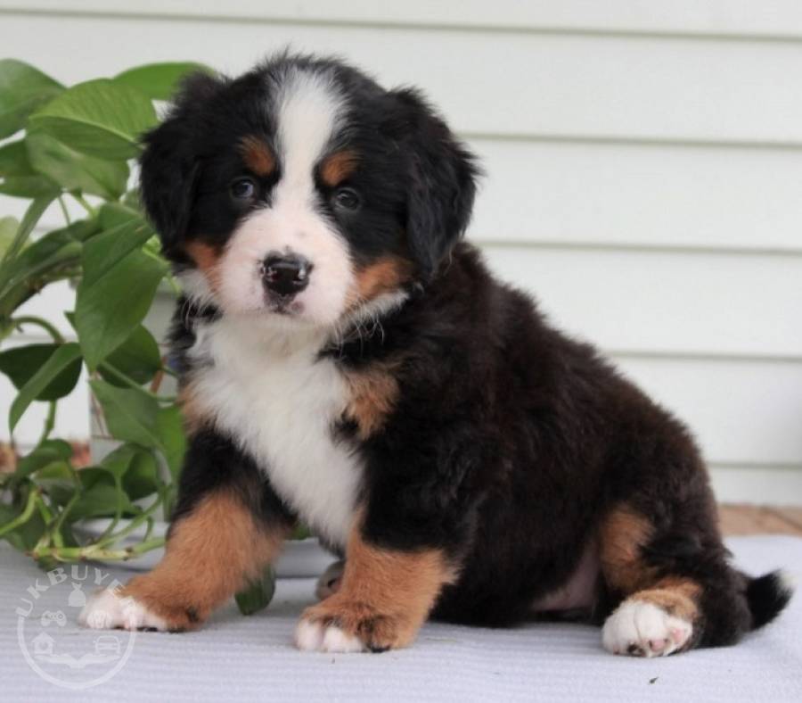 Bernese Mountain Dog Puppies For Sale Dogs EXETER UK