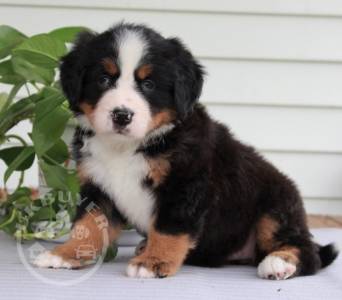 Bernese Mountain Dog Puppies For Sale