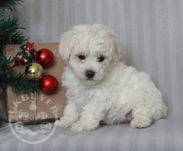 Bichon Frise Puppies For Sale