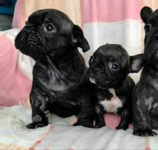 Quality french bulldog puppies for sale ready now