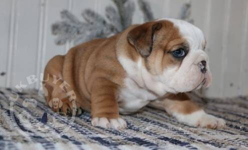 Male and female English bulldog  pup 