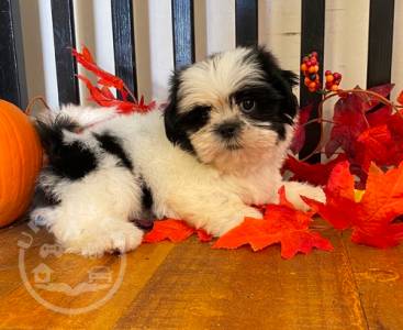 Quality Golden shih tzu   puppies for sale