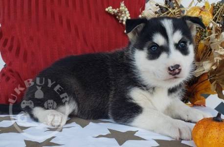 Male and female siberian husky pup for pet lovers