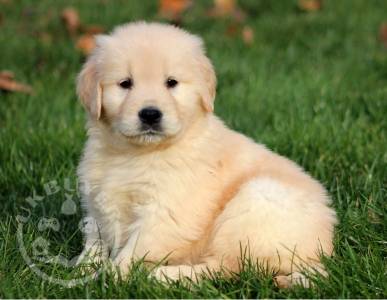 Quality Golden Golden retriever puppies for sale