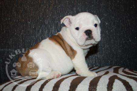 Male and female English bulldog  pup