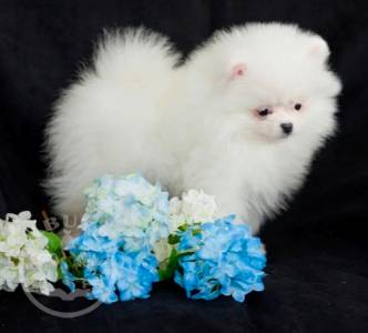 Healthy and caring  Pomeranian Puppies