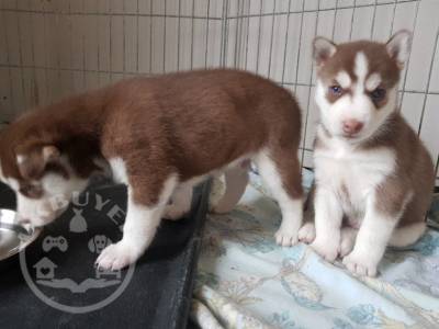 Male and female siberian husky pup for pet lovers