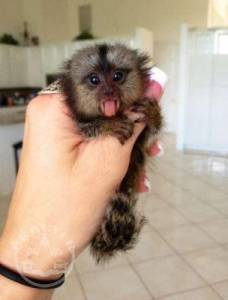 Approved Housebroken Pygmy Finger Monkeys