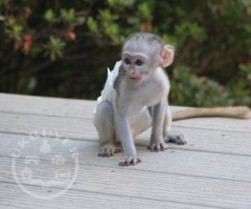 2018-05-01home-trained-twin-pygmy-marmoset-and-capuchin-monkeys-for-sale-0-0-1-1