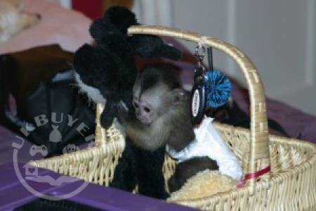 Tamed Male and Female Capuchin Monkey