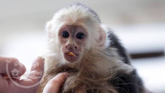 Male and Female Diaper Trained Capuchin Monkey