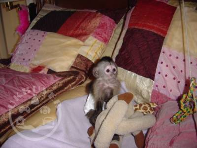 Magnificent Diaper & House Trained Baby Monkeys For Sale