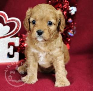 Healthy cavapoo  puppies for Re-homing!