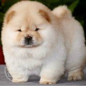 Male and female English chow chow   pup