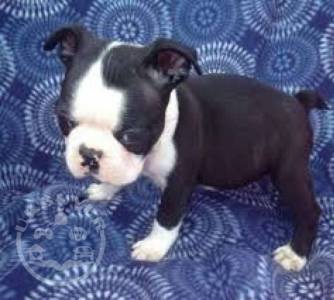 Healthy boston terrier  Puppies ready now