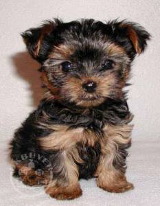 Healthy yorkshire terrier Puppies ready now