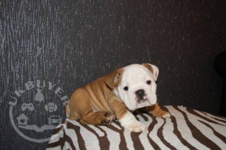 Male and female English bulldog  pup