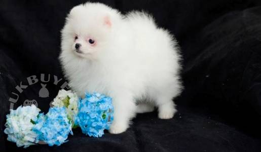 Healthy Teacup Pomeranian Puppies