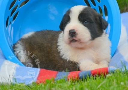 Quality Golden bernese mountain dog puppies for sale