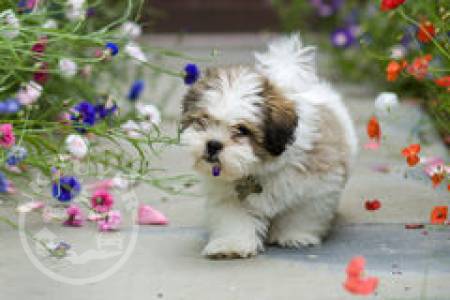 Quality Golden Lhasa apso puppies for sale