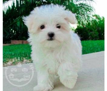 Healthy Golde maltese  Puppies ready now