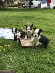 Quality boston terrier  puppies for sale