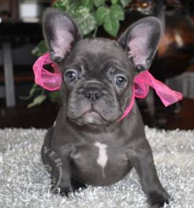 Quality french bulldog puppies for re-homing