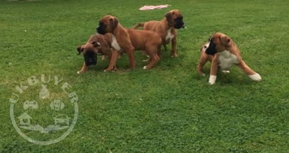 Healthy Golden boxer   Puppies ready now