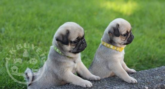 Healthy Golden pug  Puppies ready now