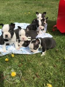 Quality Golden boston terrier  puppies for sale
