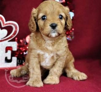 Quality cavapoo puppies for sale ready now
